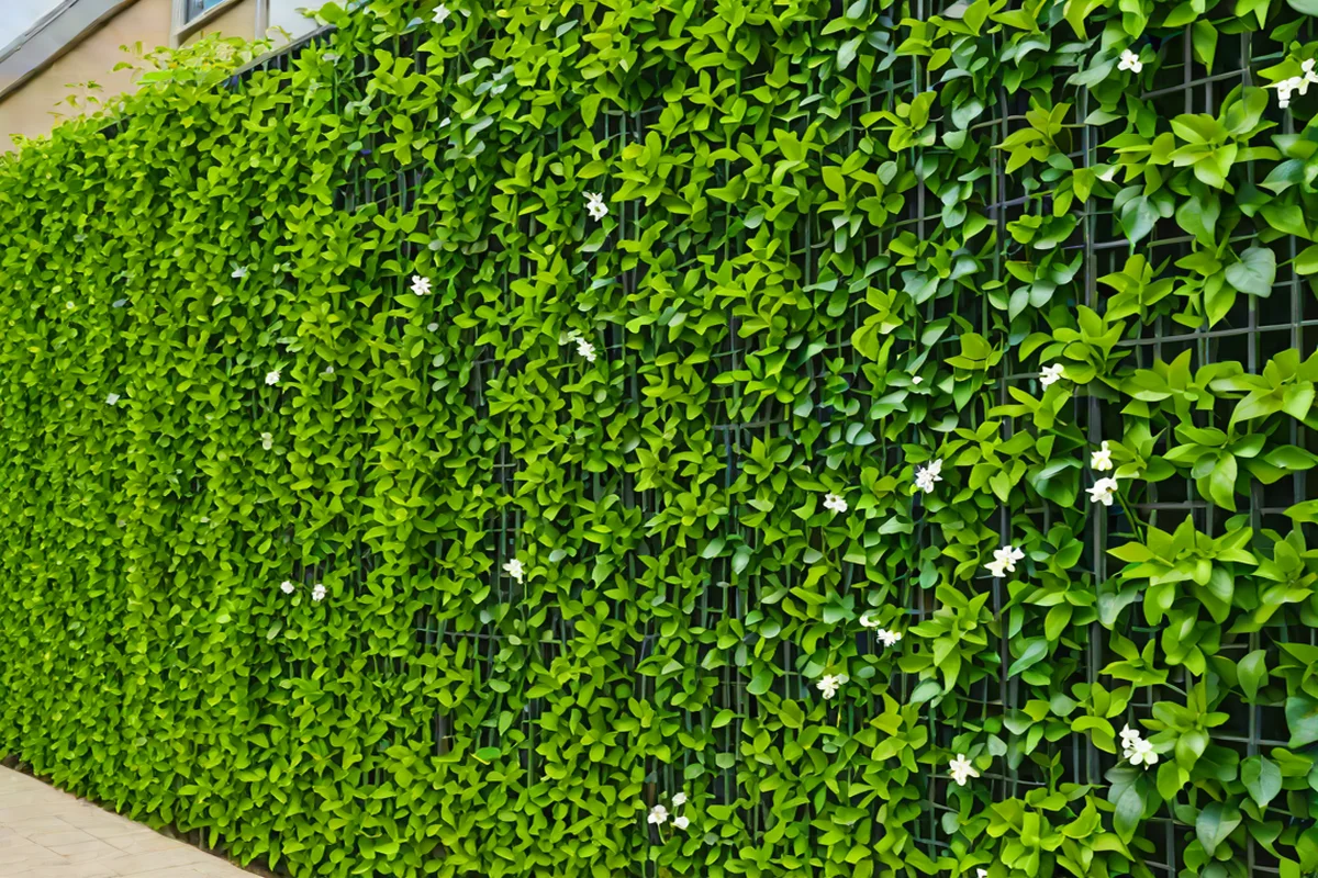 Vertical Real Estate Botanical Living Walls - Small Backyard Layout Ideas